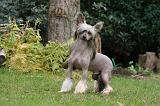 CHIEN NU CHINOIS 222
